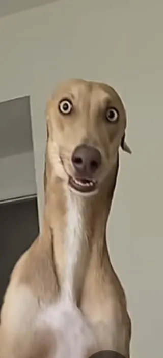 toprakulasb