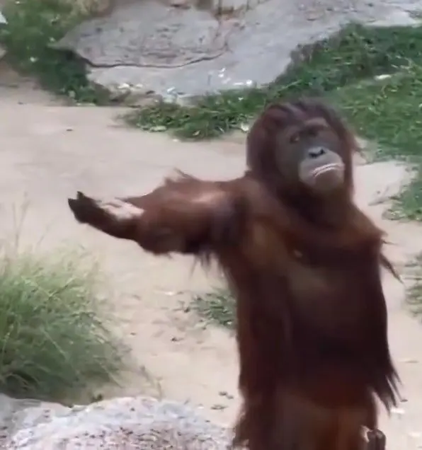 Monkeykitoo